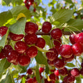 Tart Cherries - Quart