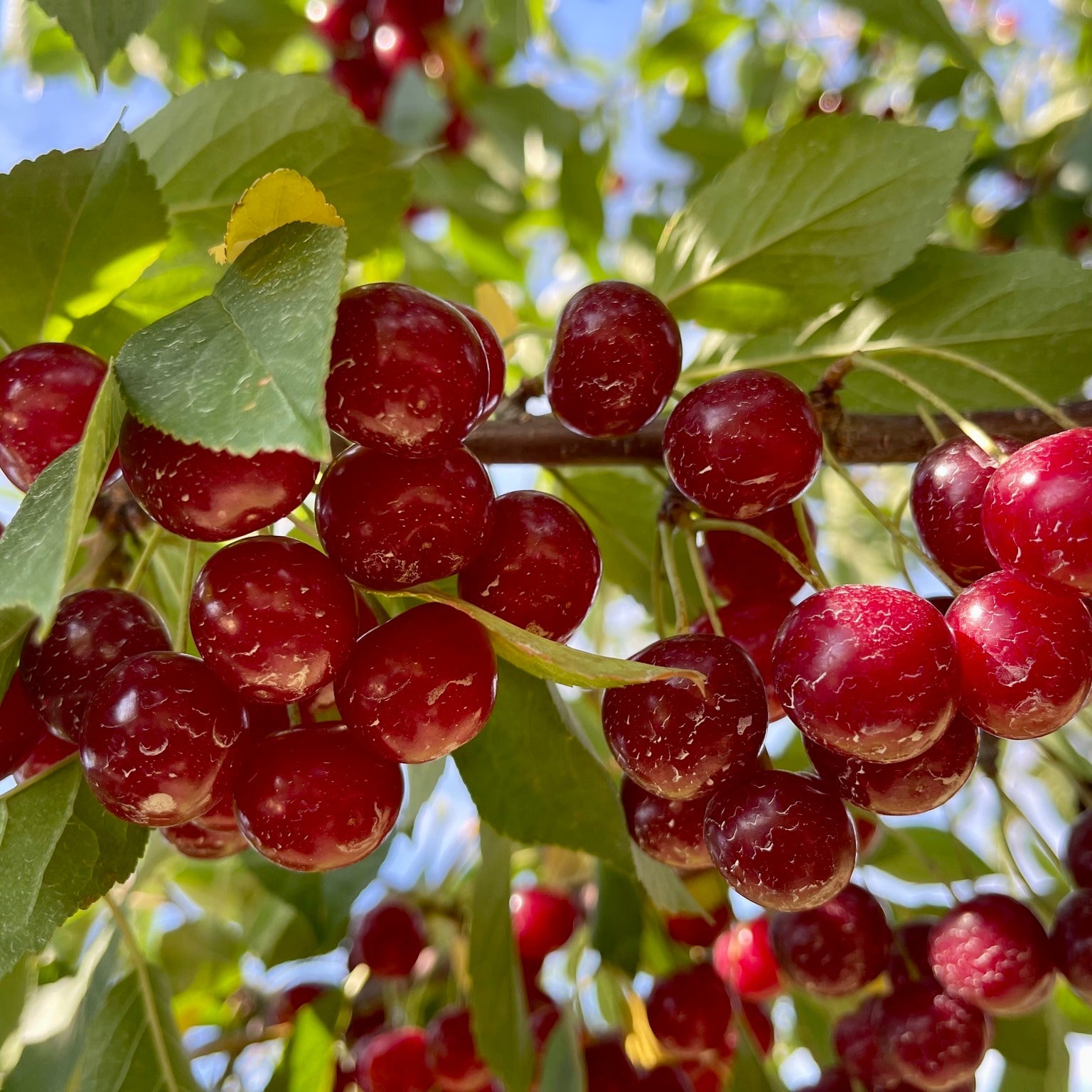 Sweet Cherries - Quart